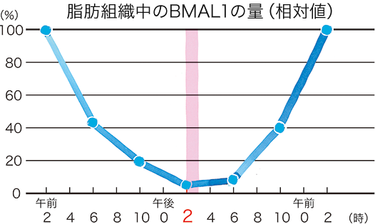 脂肪組織中のBMAL1の量（相対値）
