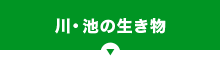 川・池の生き物