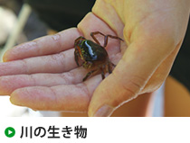 川の生き物