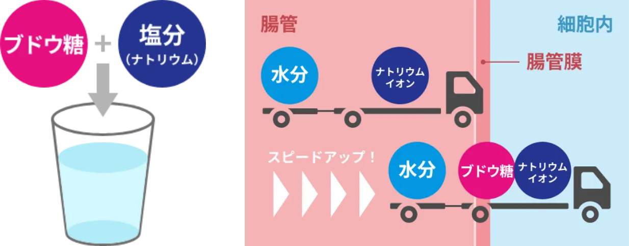 ブドウ糖と塩分（ナトリウム）を一緒に接種すると水分吸収を促進する働きを示したイラスト