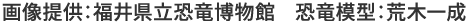 画像提供：福井県立恐竜博物館 恐竜模型：荒木一成