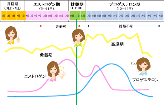 女性 ホルモン 増やす 食べ物