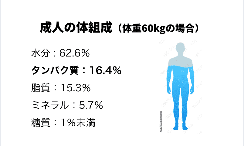 成人の体組成（体重60kgの場合）