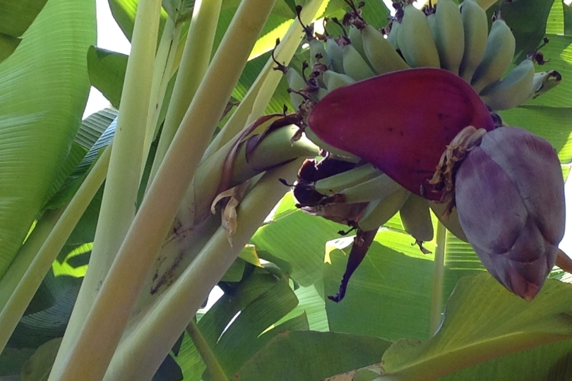 バナナの果実は茎につく。茎には一回しか果実はつかない。　PHOTO: One Planet Café