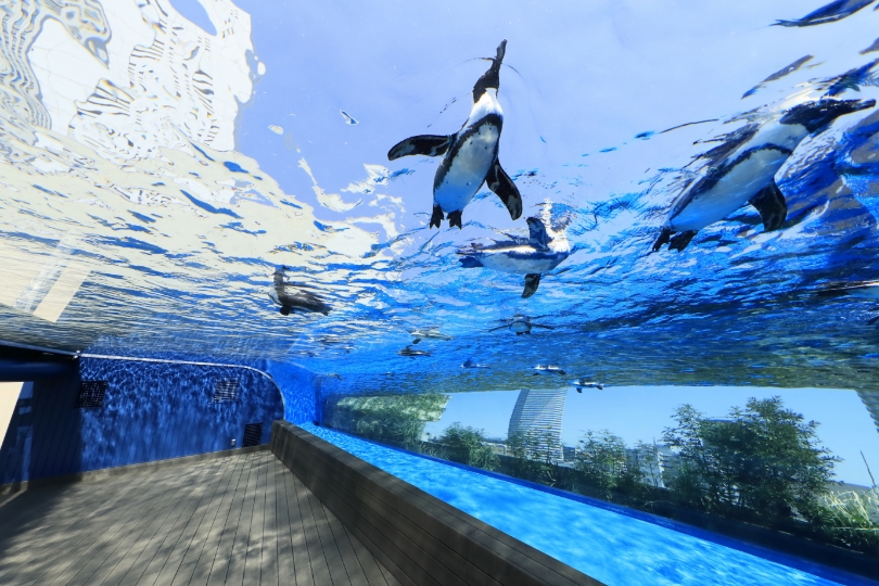 ペンギンが都会のビル群の上空や頭上を飛び交うように見える「天空のペンギン」水そうなど、ユニークな展示（てんじ）をしている。