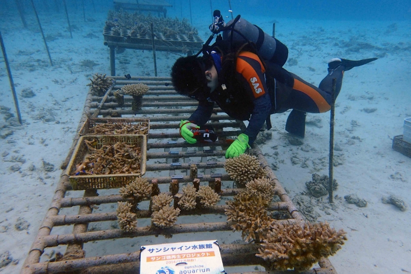 2006年から沖縄・恩納村（おんなそん）の協力のもとで取り組む「サンゴプロジェクト」。サンゴは植物のように見えるがクラゲやイソギンチャクの仲間の動物。入り組んだ形のサンゴが生き物のすみかやタマゴを産む場所になっている。
