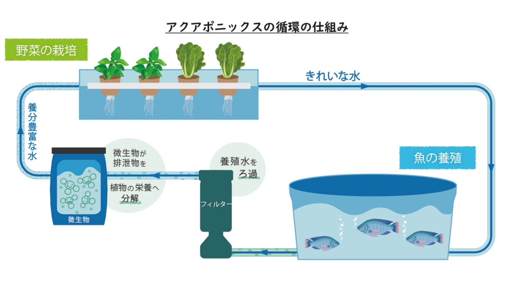 魚・微生物・野菜（植物）が助け合うような仕組み。同じようなことが自然界ではふつうに行われており、自然の力を活用して食べ物を作る方法が「アクアポニックス」。アメリカのバージン諸島（しょとう）で生まれ、主には離島（りとう）や乾燥（かんそう）地帯など、水や資源が不足する地域で行われてきた。化学肥料や農薬を使わず安心して食べられる野菜を育てることができ、おいしい魚を養殖できることから、日本でもSDGsをきっかけにより注目され、世界に広がっている。