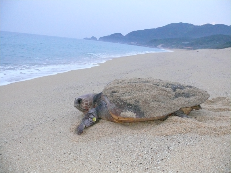 屋久島のアカウミガメ