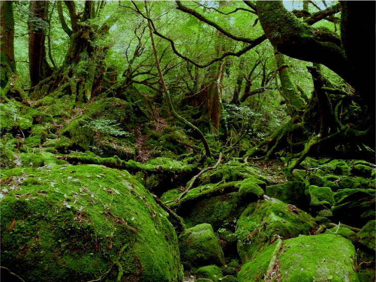 白谷雲水峡（しらたにうんすいきょう）