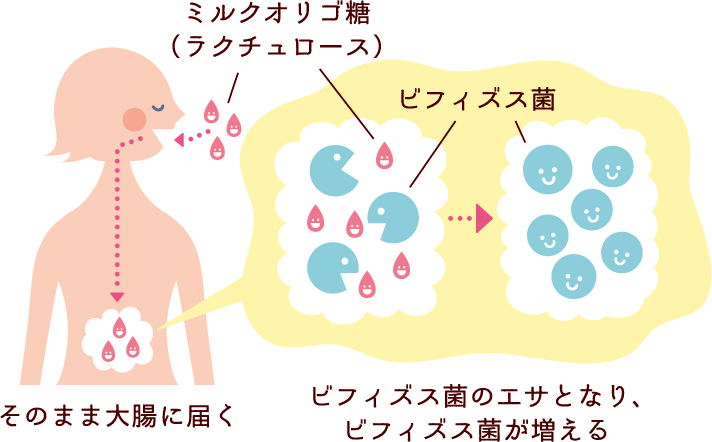 ミルクオリゴ糖（ラクチュロース）はそのまま大腸に届いてビフィズス菌のエサとなり、ビフィズス菌が増える